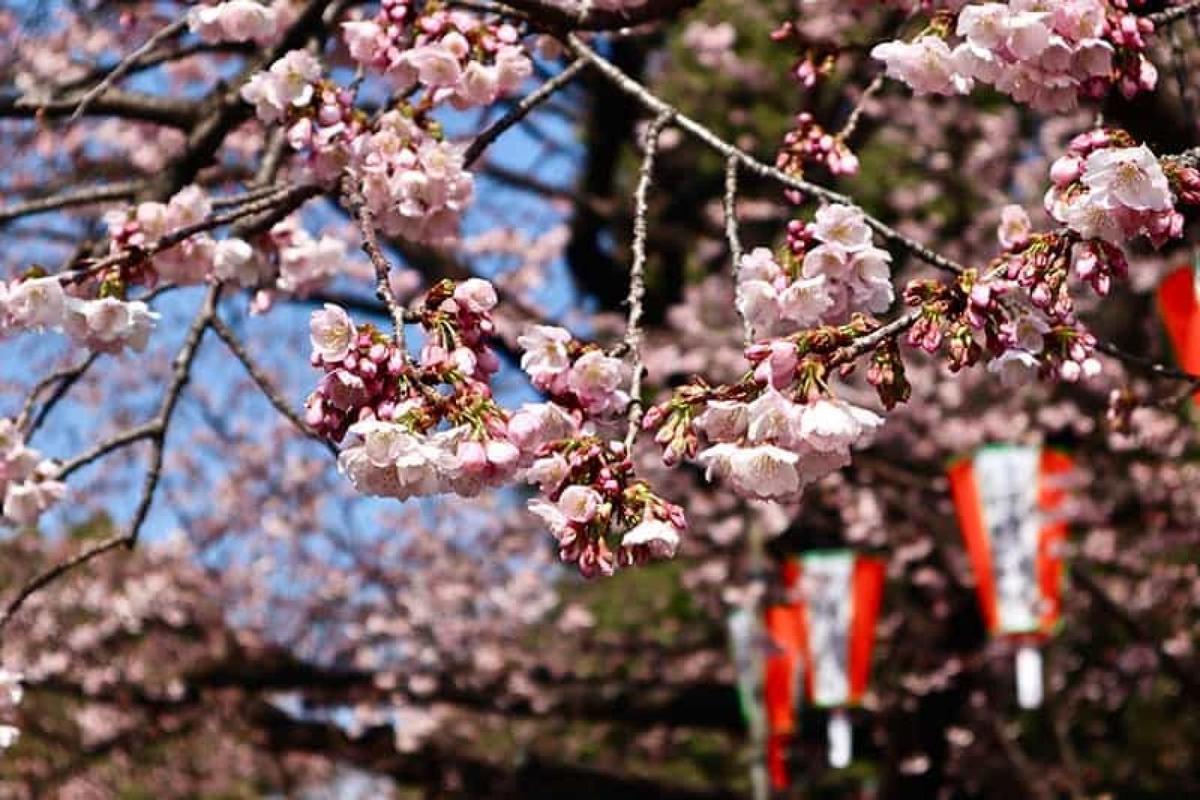 food-tour-Tokyo-7