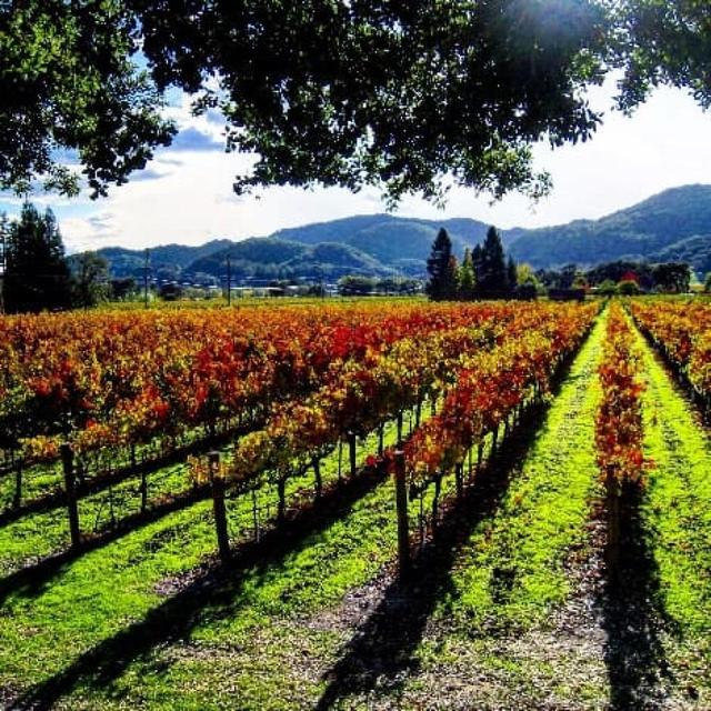 Photos of Secret Tours Napa