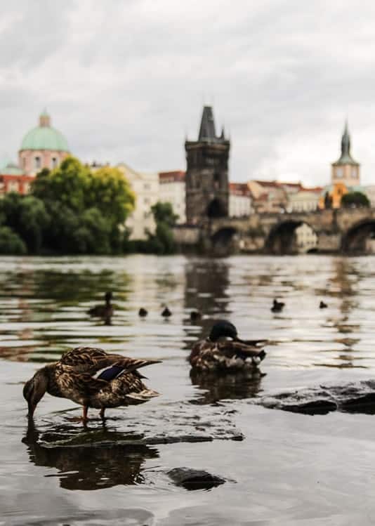 Prague - City View